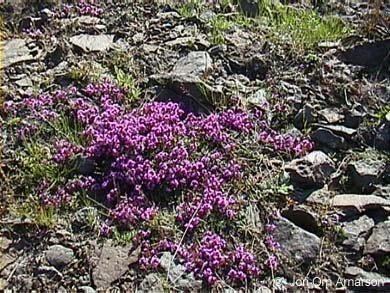 fundargerð nemendráðsfundar