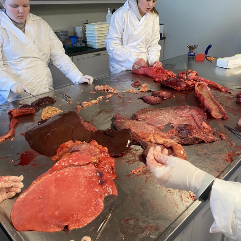 Verkleg náttúrufræði