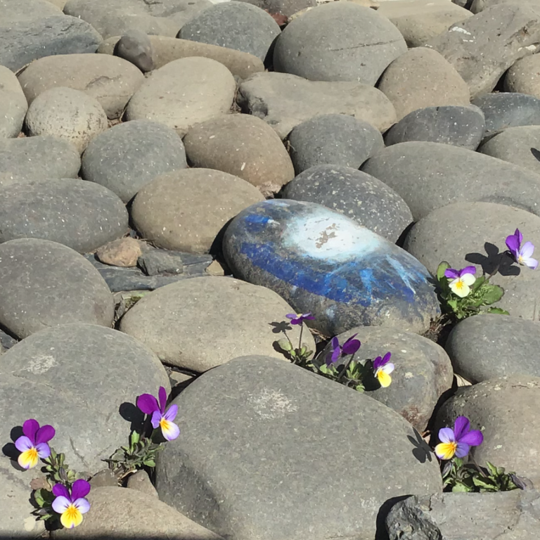 Náttúruljósmyndun