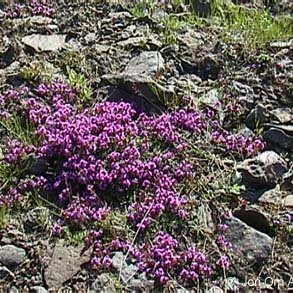 fundargerð nemendráðsfundar